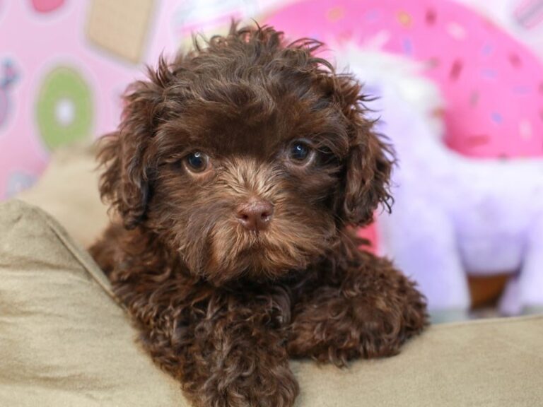 Shih Poo