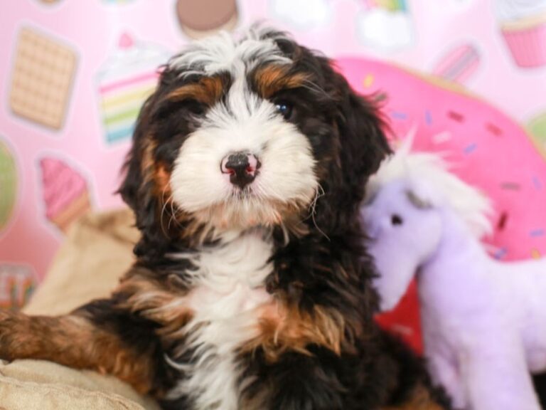 Mini Bernadoodle