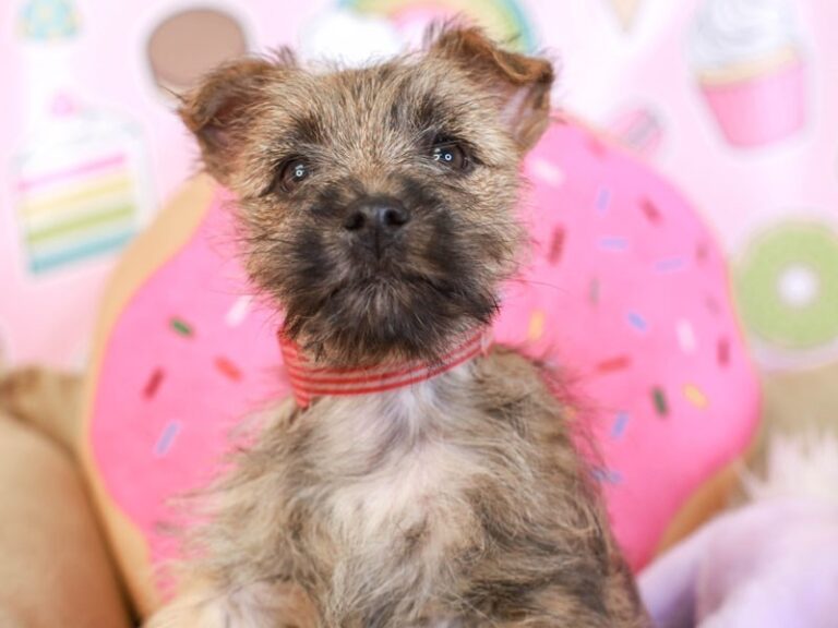 Cairn Terrier