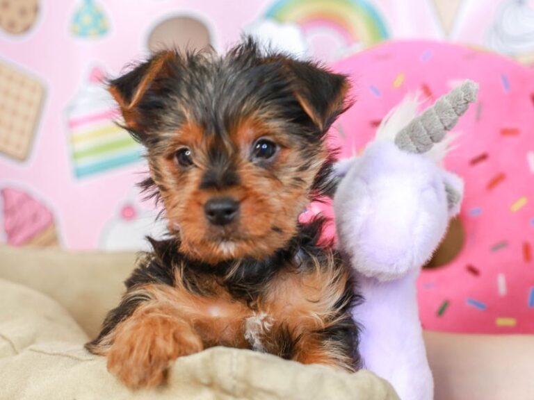 Yorkshire Terrier