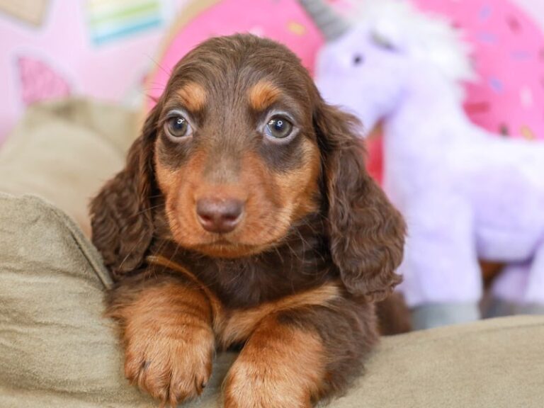 Dachshund