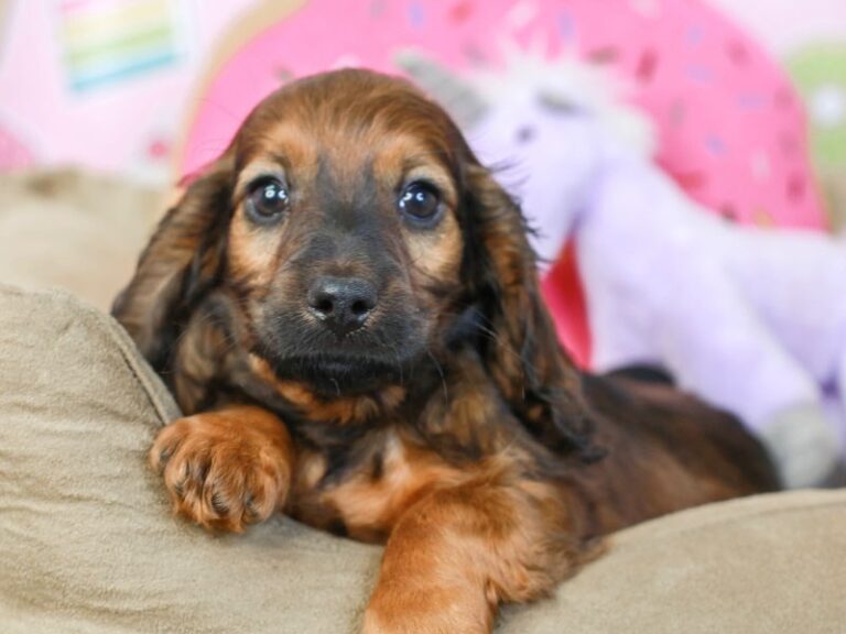Dachshund