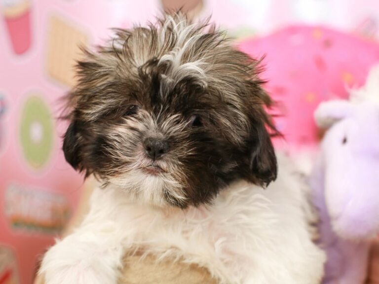 Shih Tzu