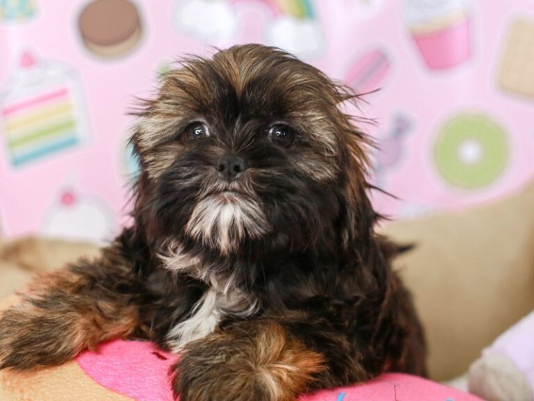 Shih Tzu