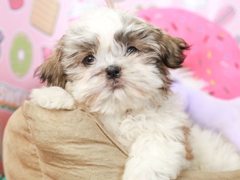 Shih Tzu