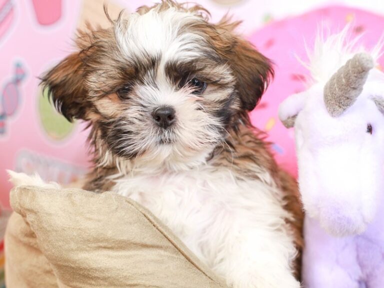 Shih Tzu