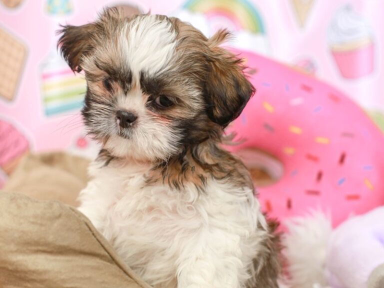 Shih Tzu