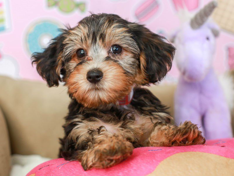 Yorkiepoo-Female--3174565-Animal Kingdom | Puppies N Love