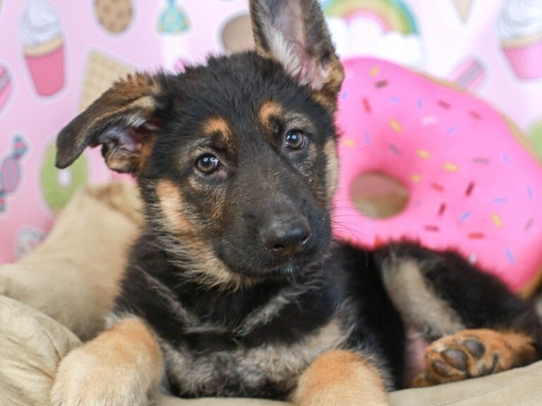 German Shepherd