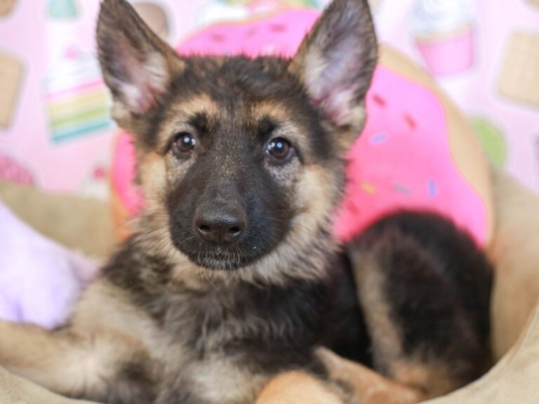 German Shepherd
