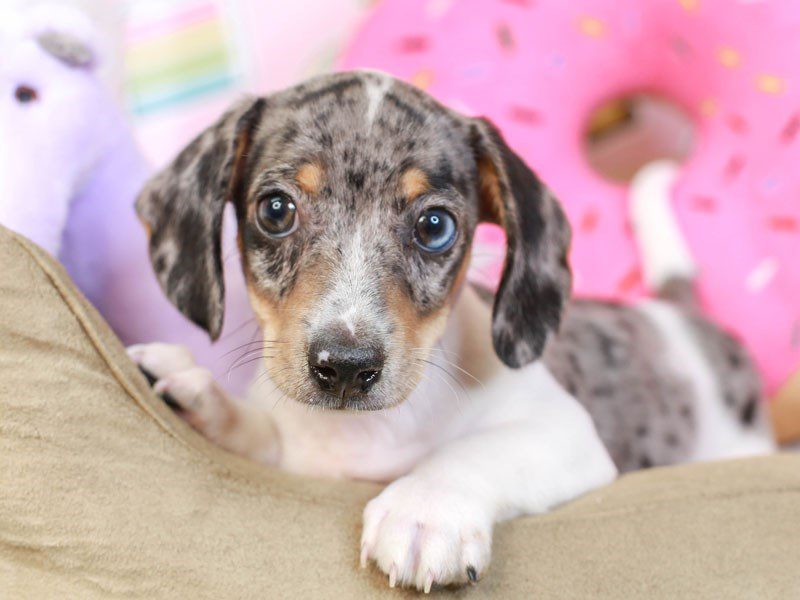 Blue Merle Dachshund Breeders - wide 9