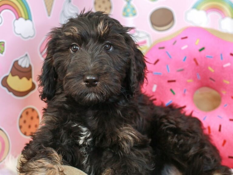 Aussiedoodle