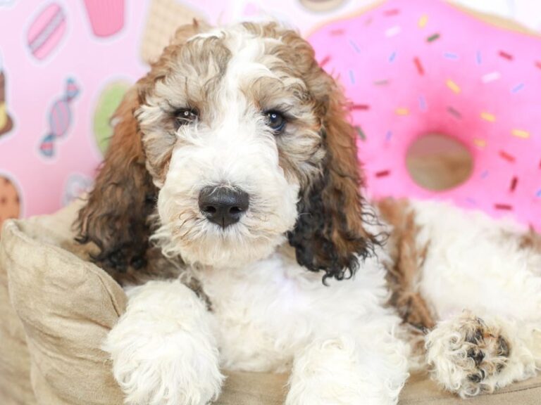 Goldendoodle