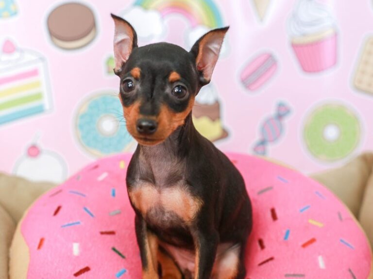 Mini Pinscher
