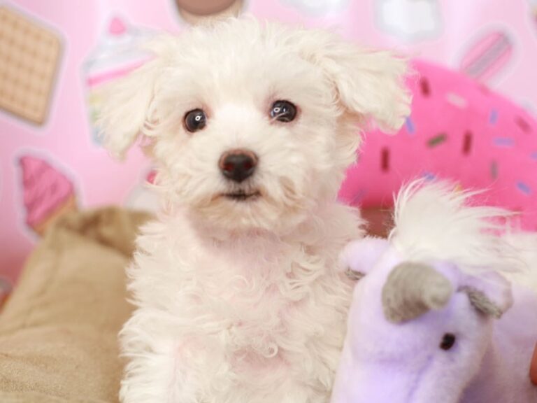 Bichon Frise