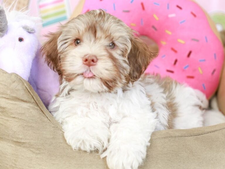 Havanese