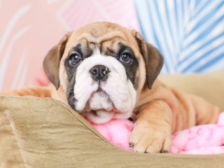 English Bulldog