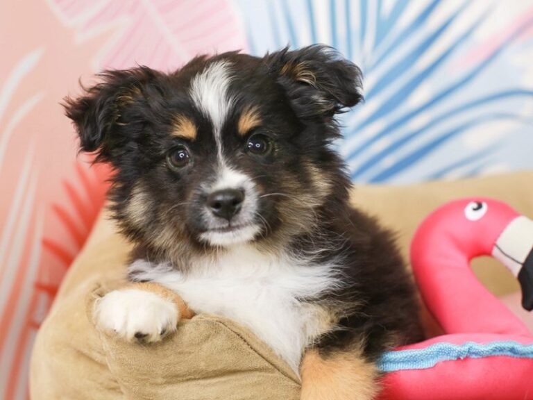 Mini Aussie
