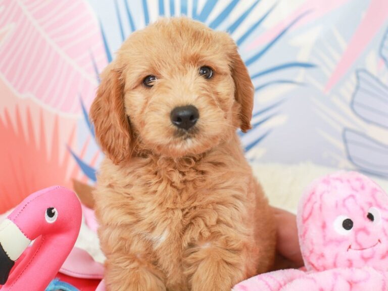 Goldendoodle