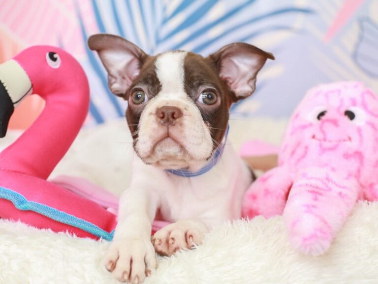 Boston Terrier