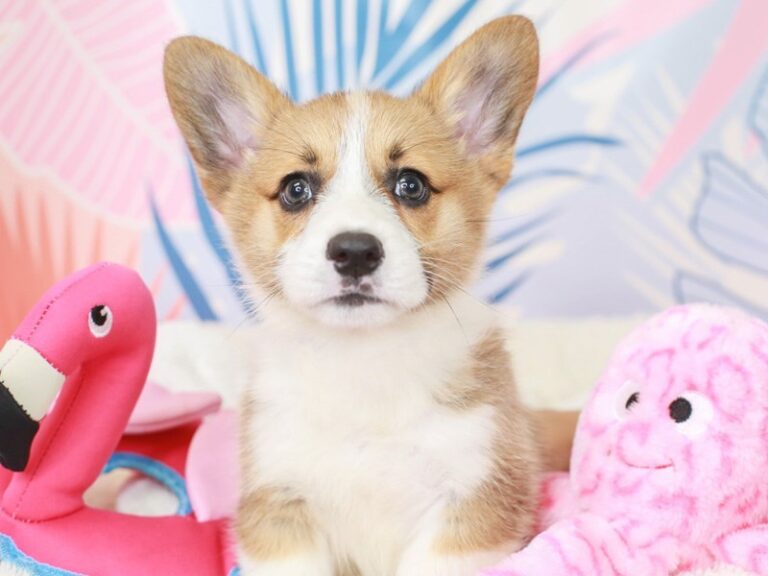 Pembroke Welsh Corgi