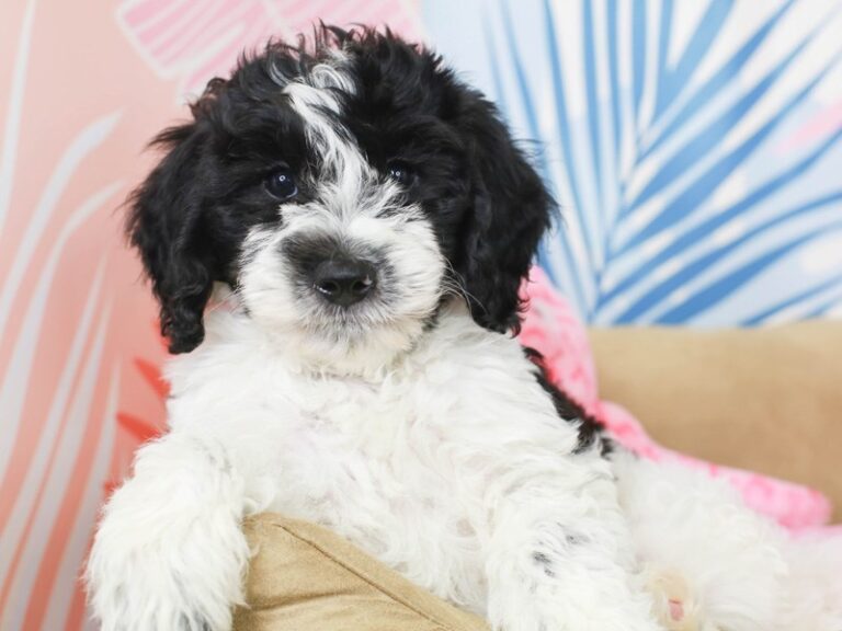 Mini Sheepadoodle