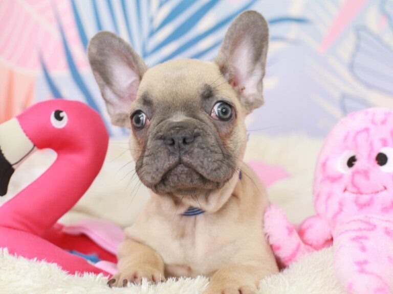 French Bulldog