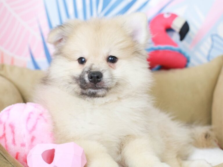 Pomeranian