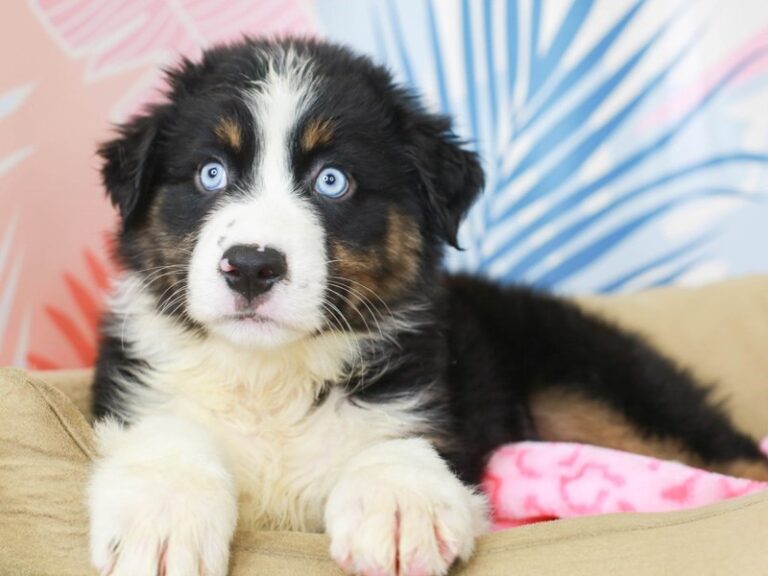 Australian Shepherd