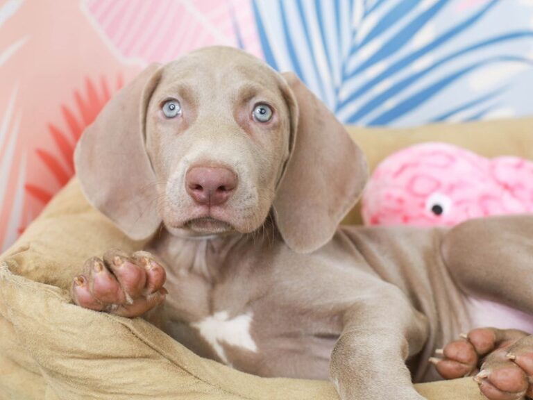 Weimaraner
