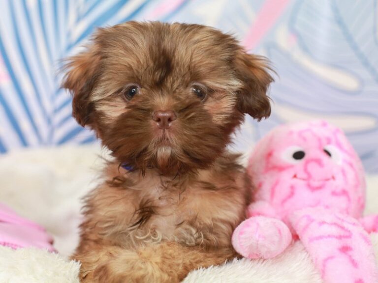 Shih Tzu