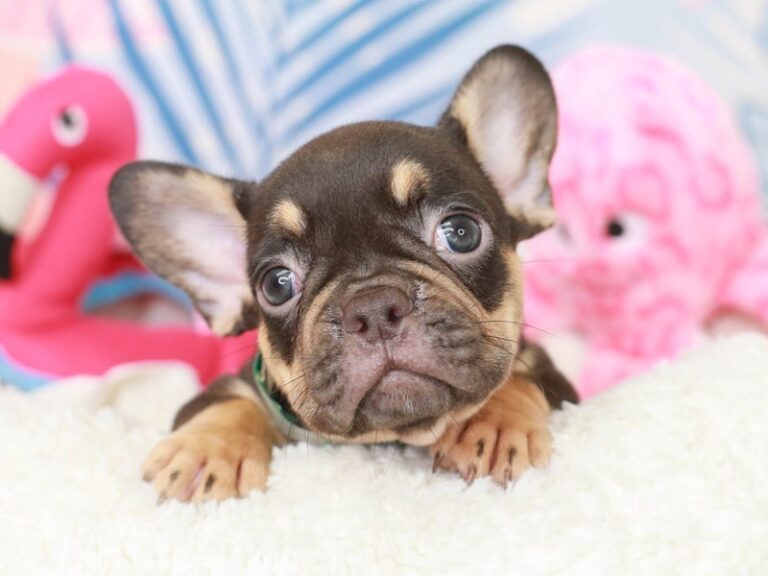 French Bulldog
