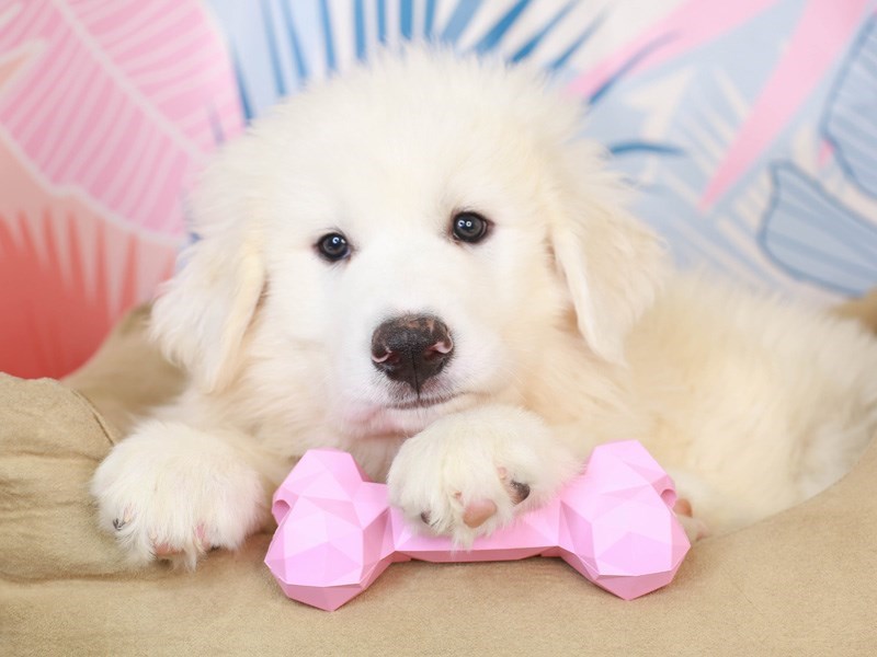 Great Pyrenees-Male-White-3181766-Animal Kingdom | Puppies N Love