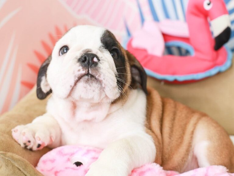 English Bulldog
