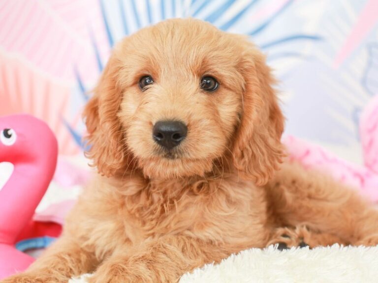 Goldendoodle