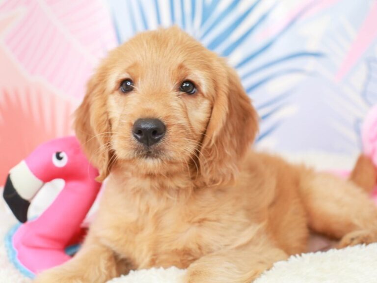 Goldendoodle