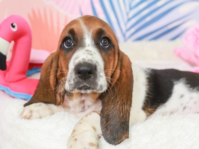 Basset Hound