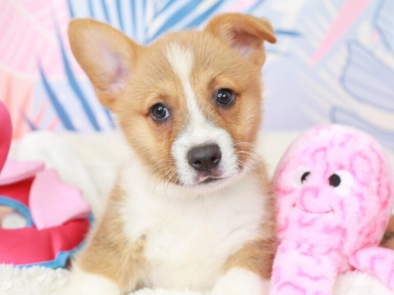 Pembroke Welsh Corgi