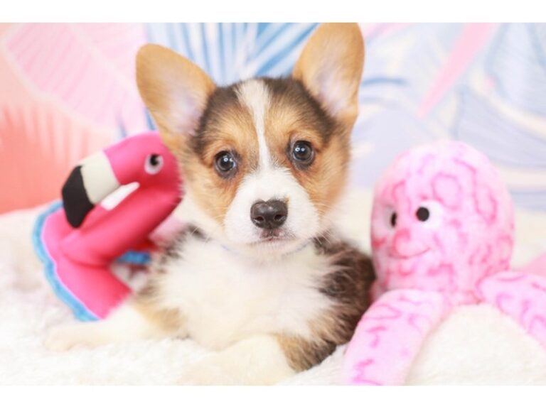 Pembroke Welsh Corgi