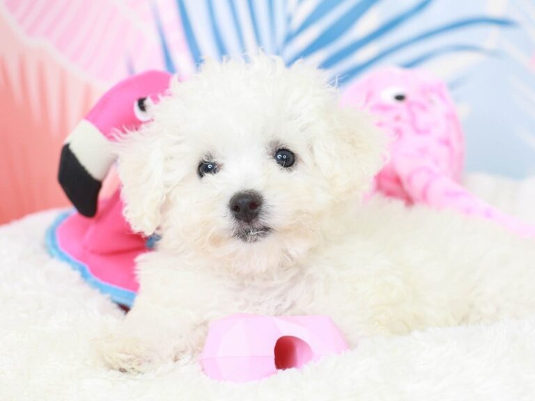 Bichon Frise