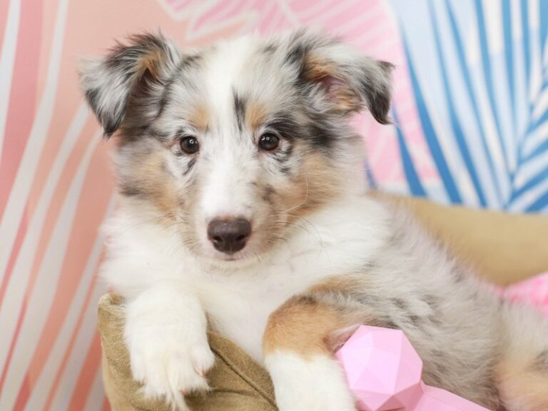 Shetland Sheepdog