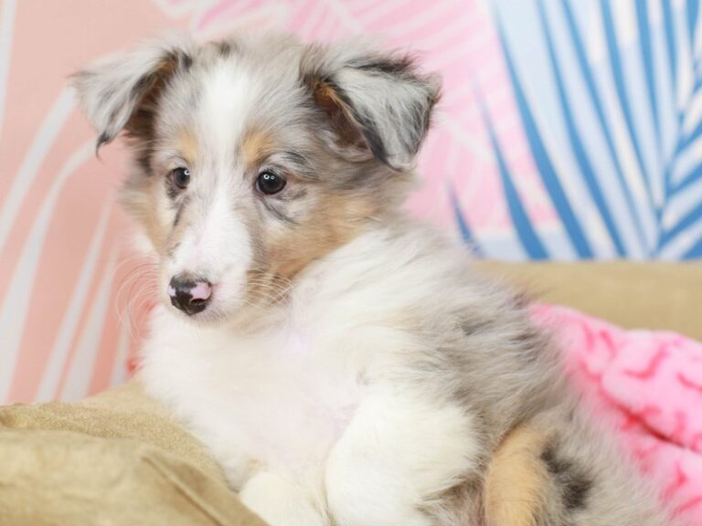 Shetland Sheepdog