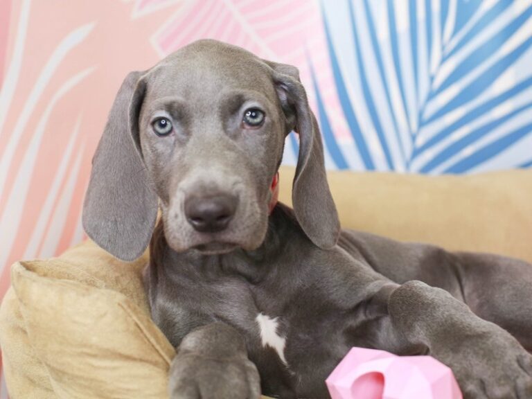 Weimaraner