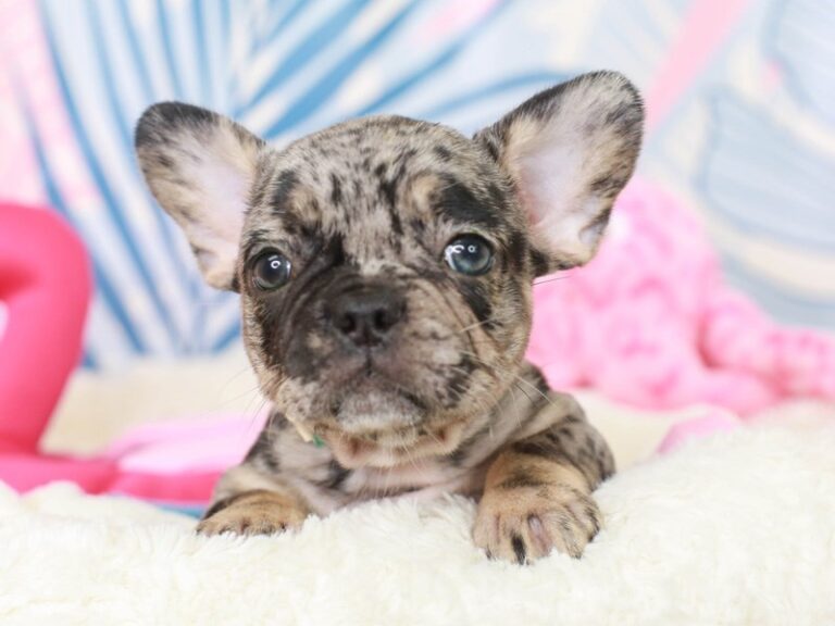 French Bulldog