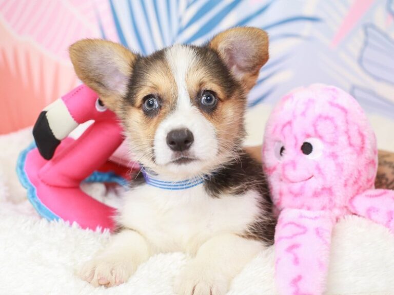 Pembroke Welsh Corgi