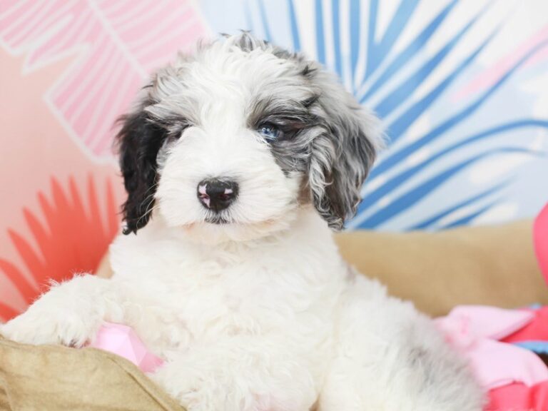Mini Sheepadoodle
