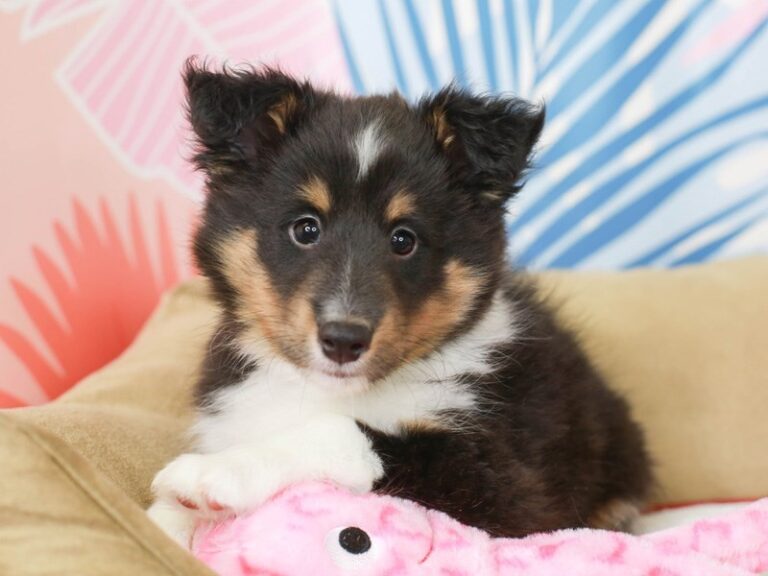 Shetland Sheepdog