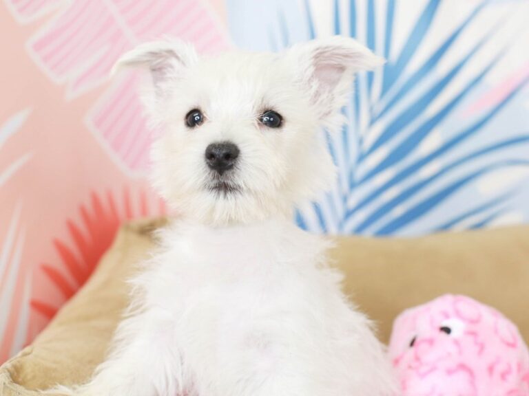West Highland Terrier
