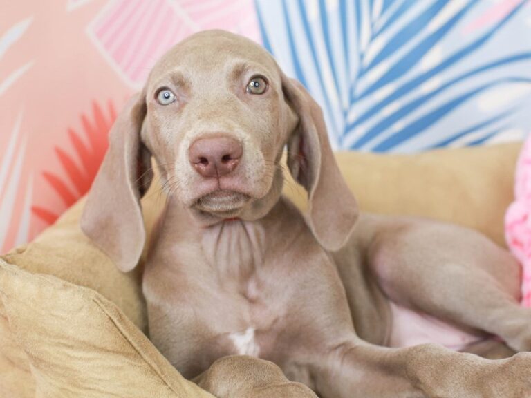 Weimaraner