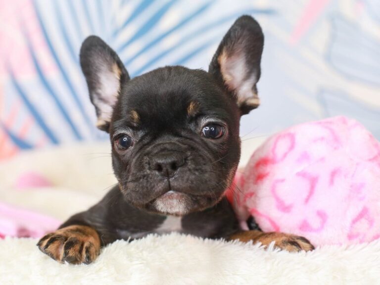 French Bulldog
